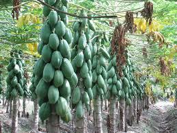 Papaya Tainung Por Tonelada
