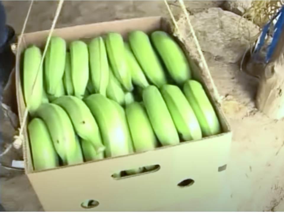 Platano Dominico Harton Presentacion Por Kilo Canastilla De 22 Kg O Bolsa De 20 Kg