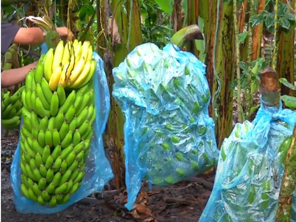 Banano Criollo Presentacion Por Kilo Canastilla De 30 Kg