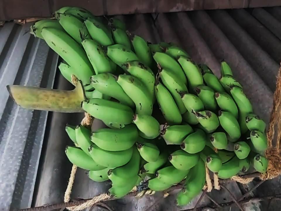 Platano Colicero De Excelente Calidad Presentacion Por Racimo O Kilo