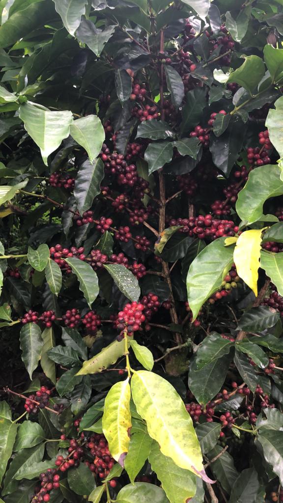 Cafe Pergamino Seco Especial