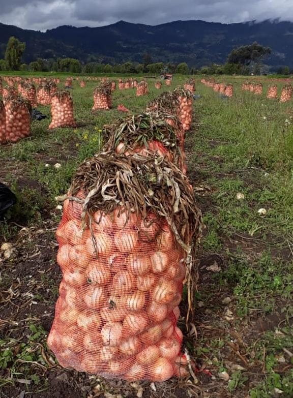 Cebolla De Bulbo Cebolla Cabezona