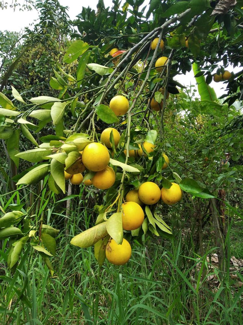 Naranja Dulce Y Jugosa Variedad Comun En Presentacion Por Canastilla De 22 Kg