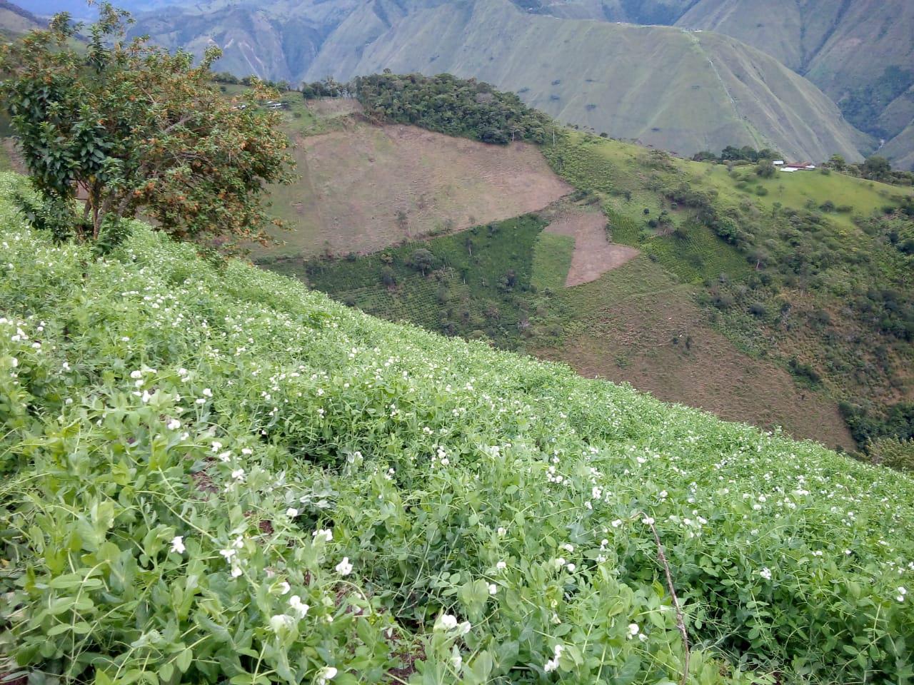 Arveja
