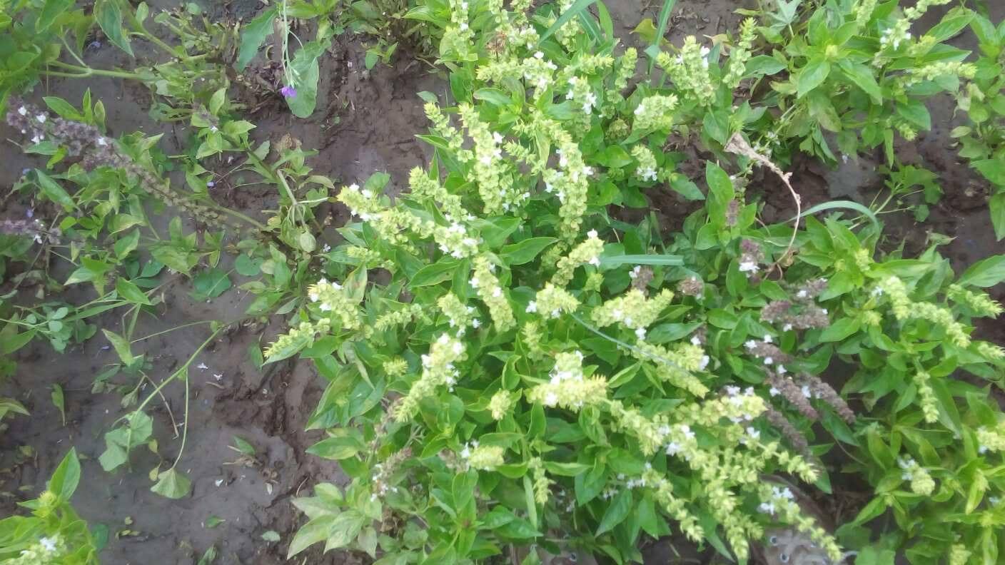 Albahaca