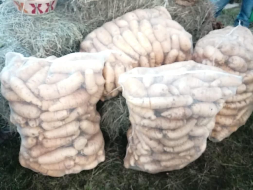 Arracacha Variedad Comun — foto 4 de 4