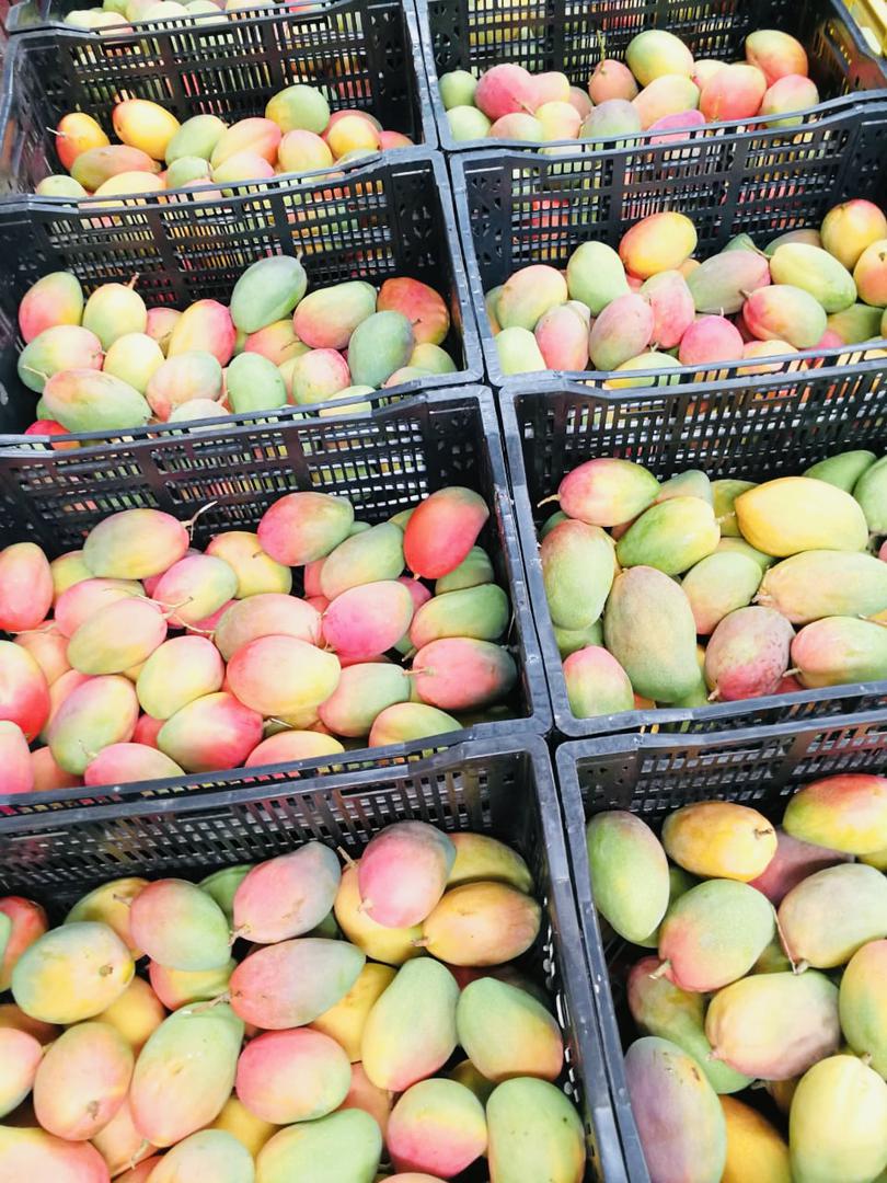 Mango Yulima