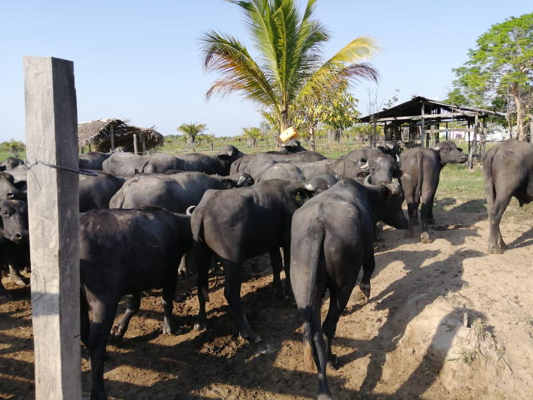 Venta De Lote De Bufalos