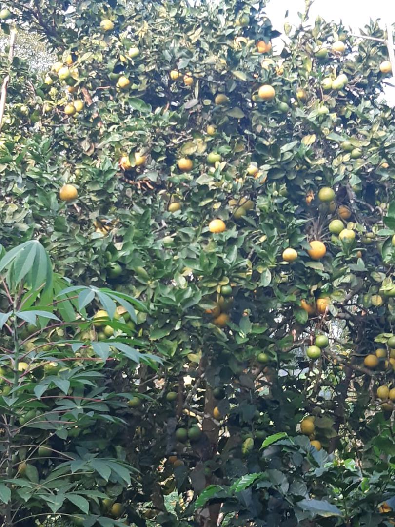 Naranja Jugosa Y Dulce Variedad Comun De Excelente Calidad En Presentacion De Canastilla Por 22 Kg