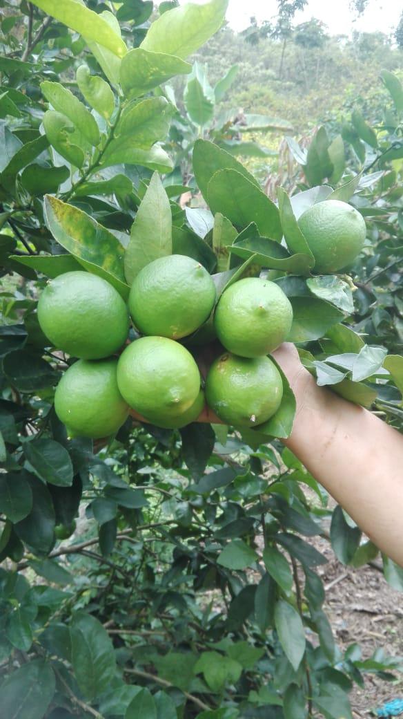 Limon Tahiti Super Jugoso De Primera Calidad En Presentacion Por Canastilla De 25 Kilogramos