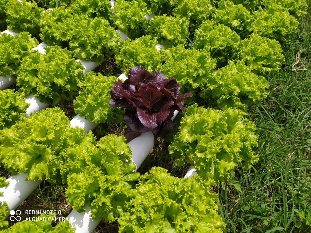 Lechuga Crespa Hidroponica