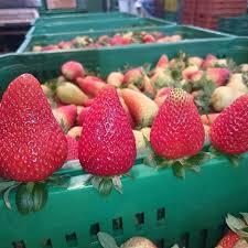 Fresas