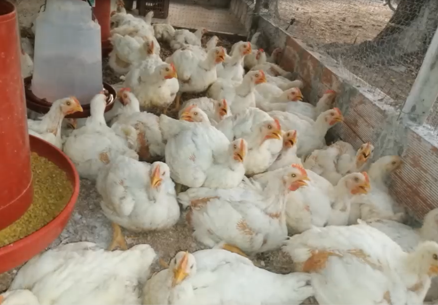 Pollo Semicriollo X Kilo