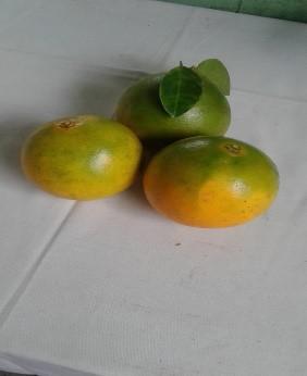 Naranja Super Jugosa Variedad Tangelo De Primera Calidad Presentacion Por Canastilla De 25 Kg