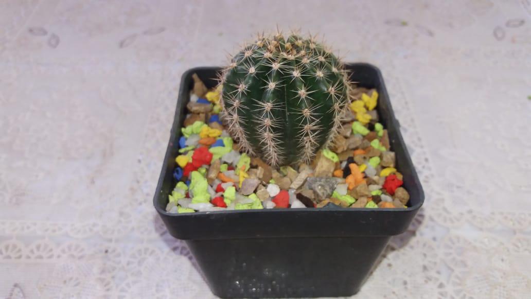 Cactus