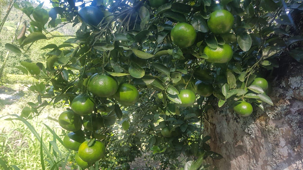 Mandarina Arrayana Canastilla 22 Kg De 1Ra 2Da Y 3Ra