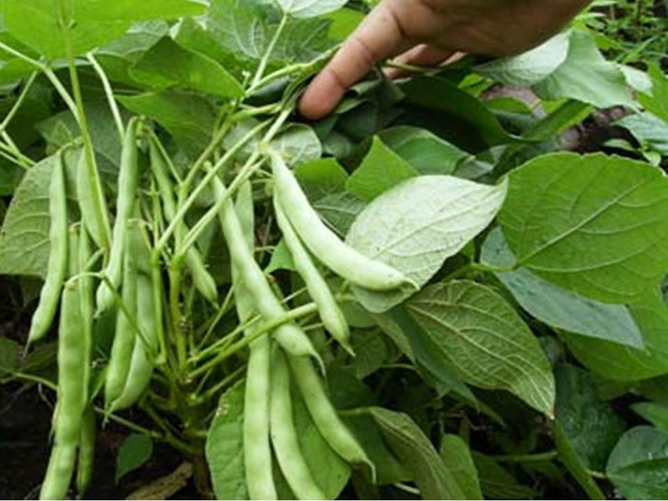 Frijol Cargamanto Venta En Bultos 50 Kg