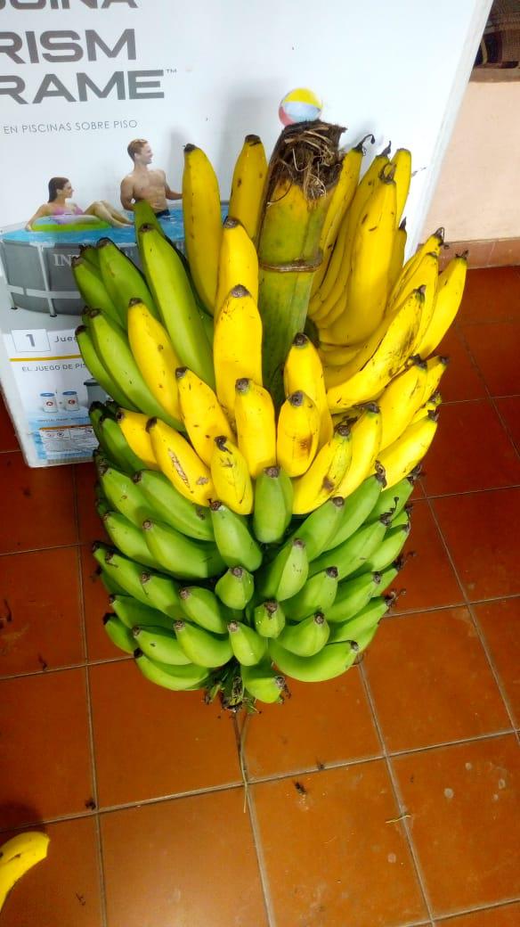 Banano Criollo De Primera Calidad Presentacion Por Kilogramo O Racimo