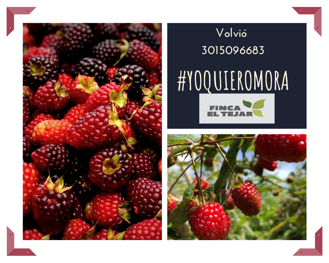 Mora Limpia