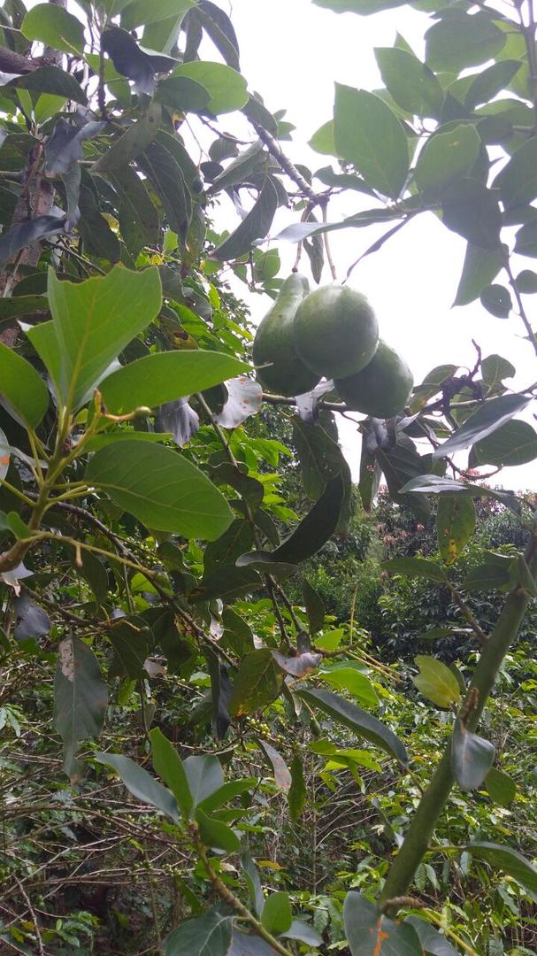 Aguacate