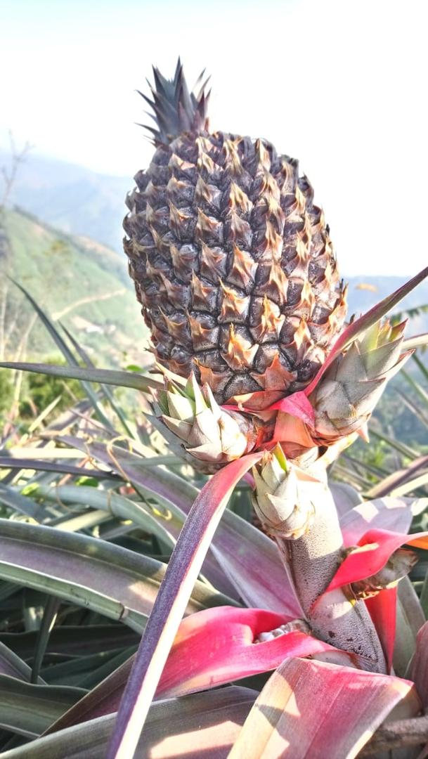 Pina