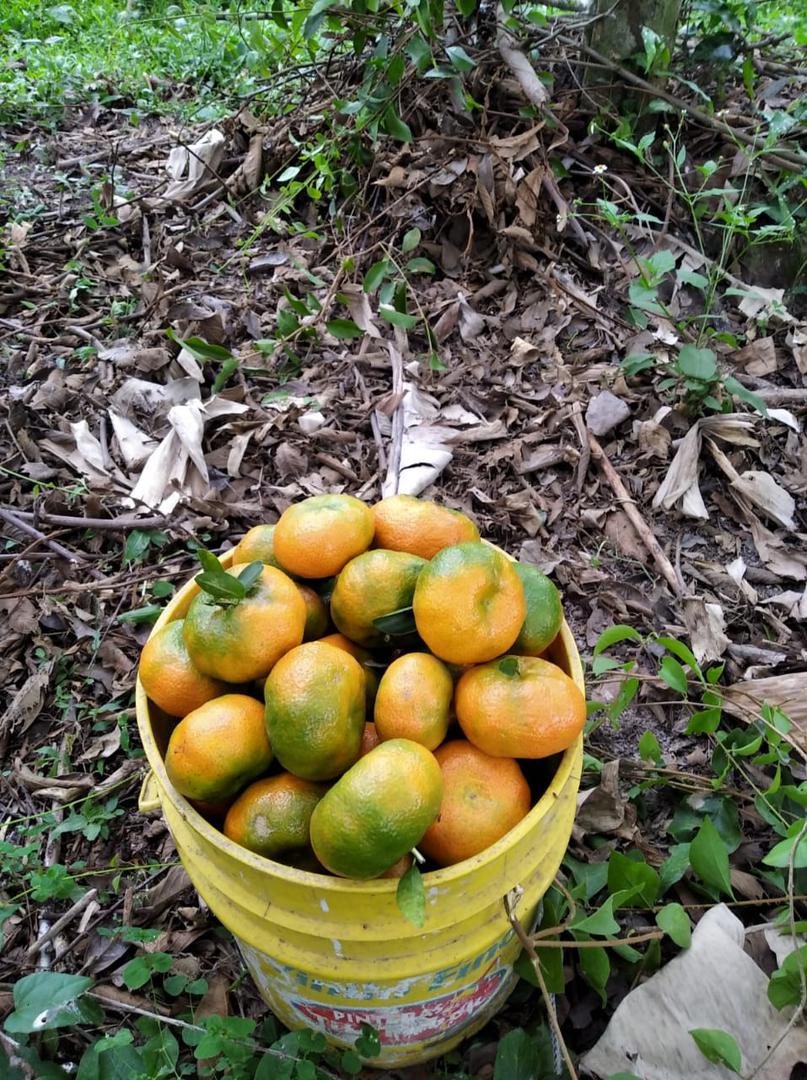 Mandarina Dulce Y Jugosa Variedad Arrayana En Presentacion Por Canastilla De 22 Kg