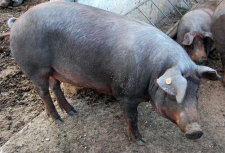 Cerdo Para Carne