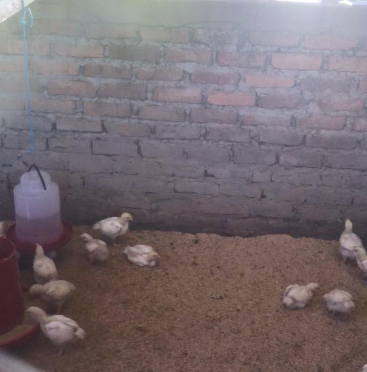 Pollo Semi Criollo Producimos Para Consumo Humano Presentacion En Canal O En Pie Pollos Desde La