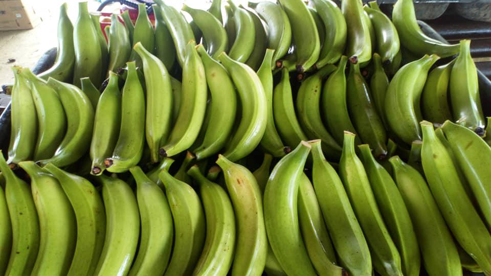 Platano Harton