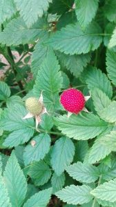 Frambuesa