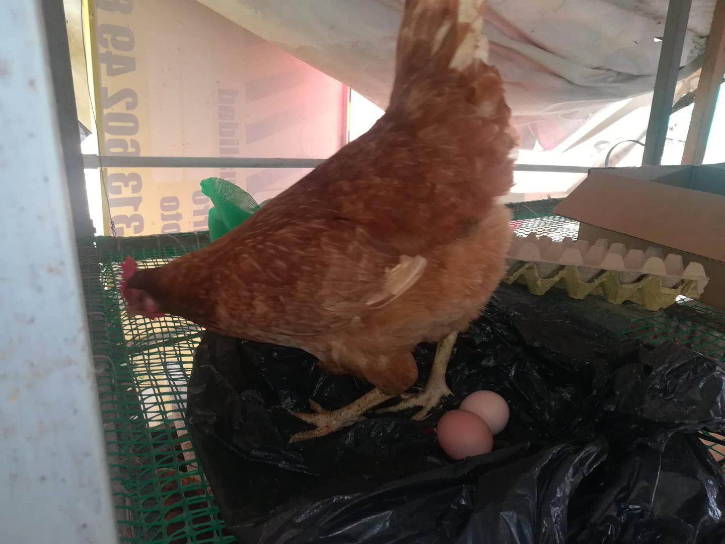 Huevos Criollos