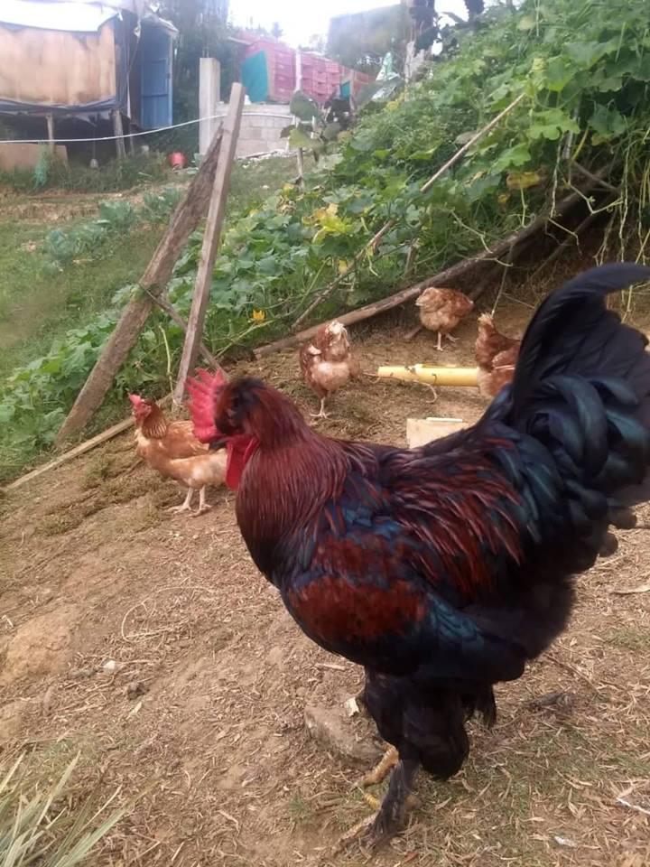Huevos Criollos