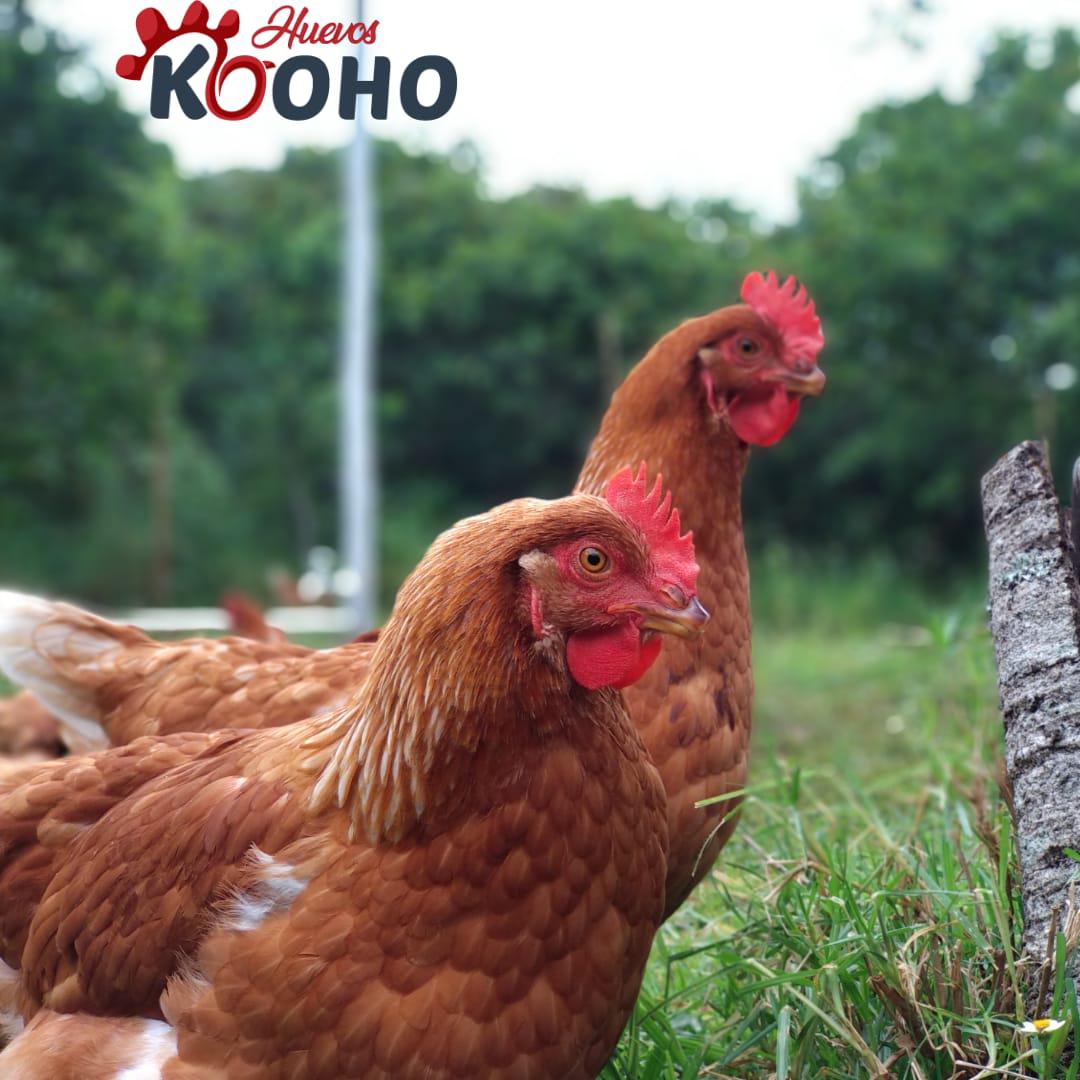 Huevos Kooho