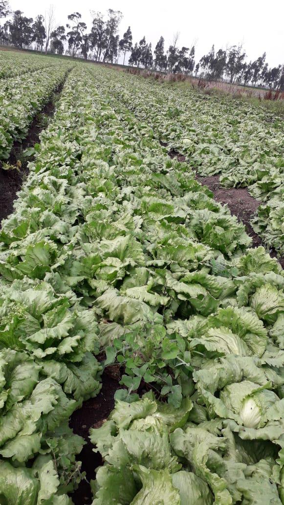 Lechuga