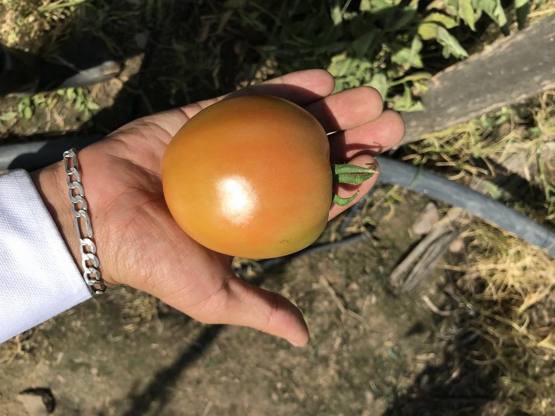 Tomate Chonto De Invernadero Y A Campo Abierto