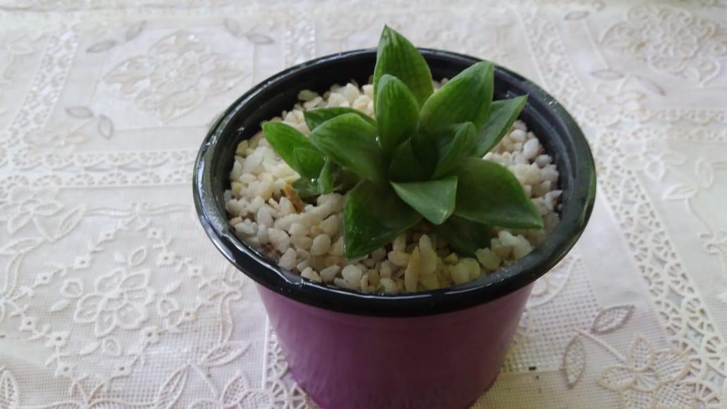 Plantas Ornamentales Variedad Suculentas