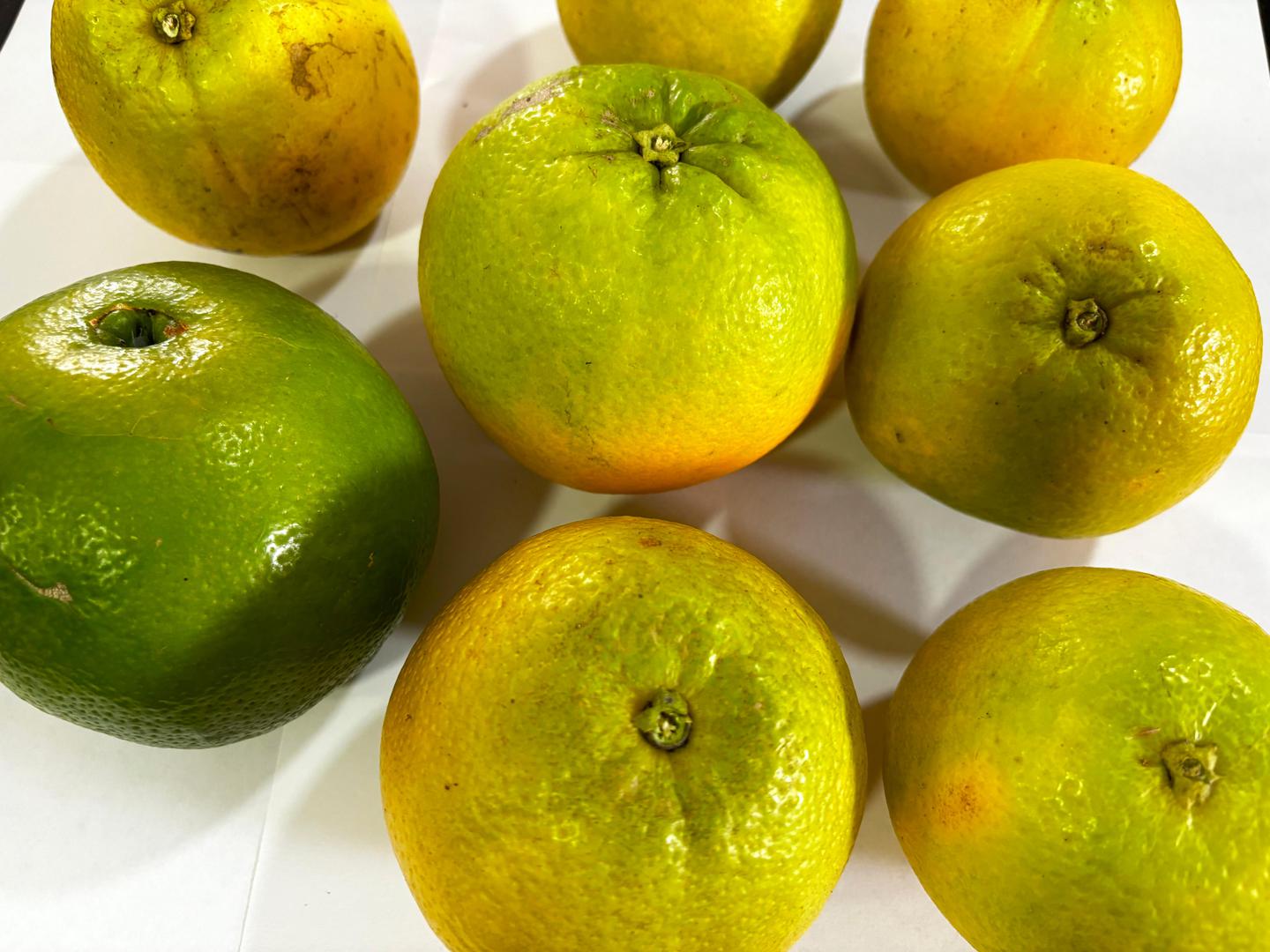 Naranja Ombligona