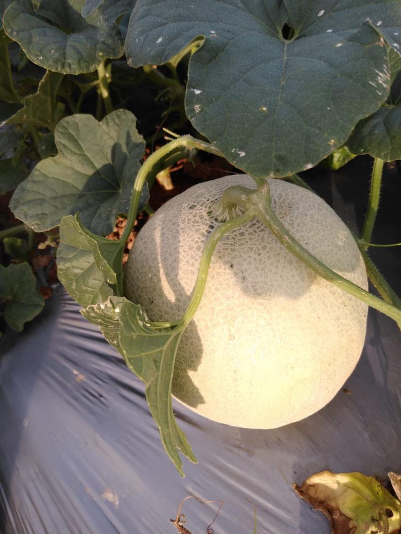 Melon Larga Vida
