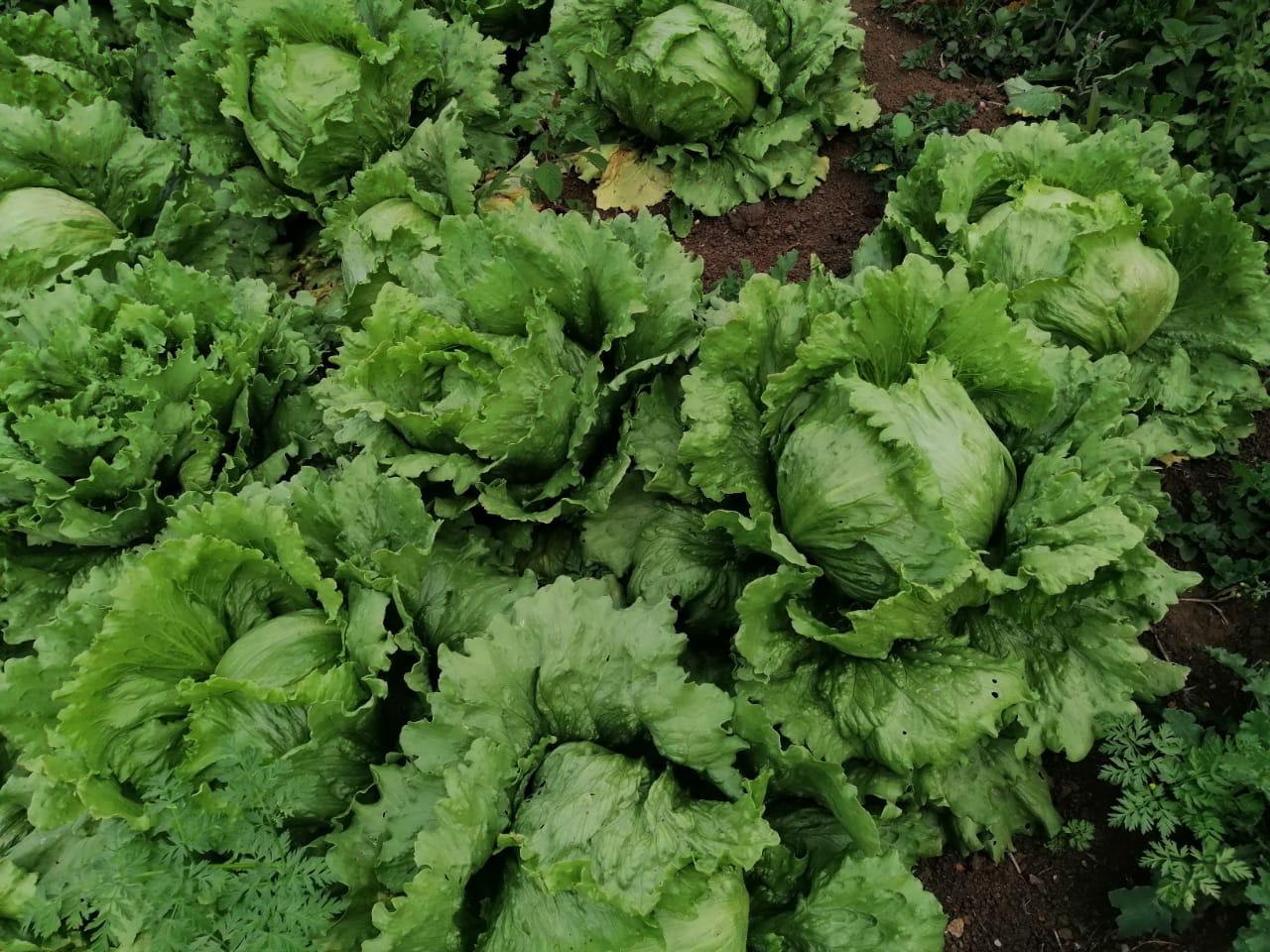 Lechuga Vatabia
