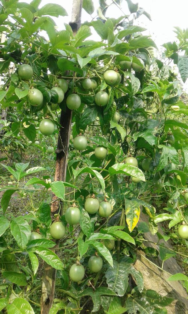 Gulupa