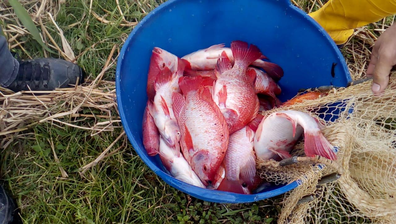 Tilapia Roja Pescado