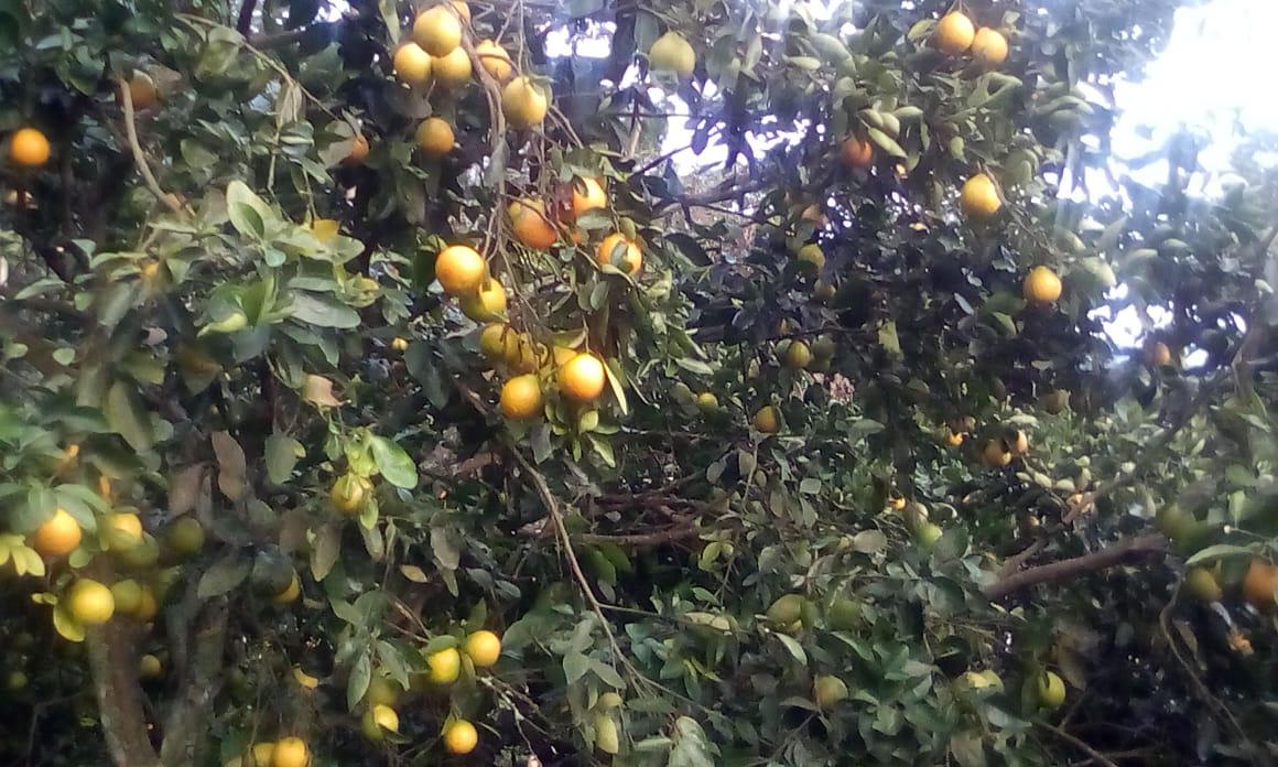Mandarina Dulce Y Jugosa Variedad Arrayana En Presentacion De Canastilla Por 22 Kg