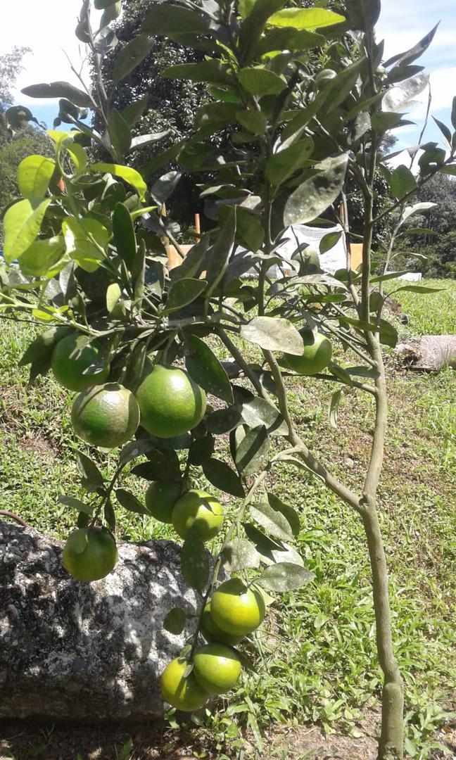 Naranja Valencia Canastilla 20 Kg O Kilo De Calidad 1Ra 2Da Y 3Ra