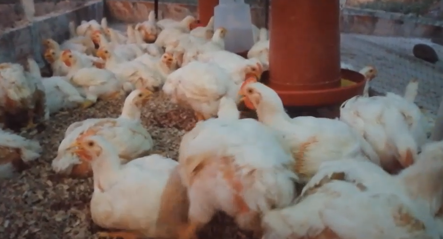 Pollo Semicriollo X Kilo