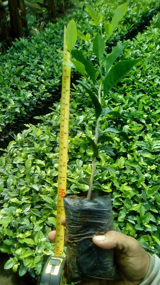 Colino De Limon Swinglea