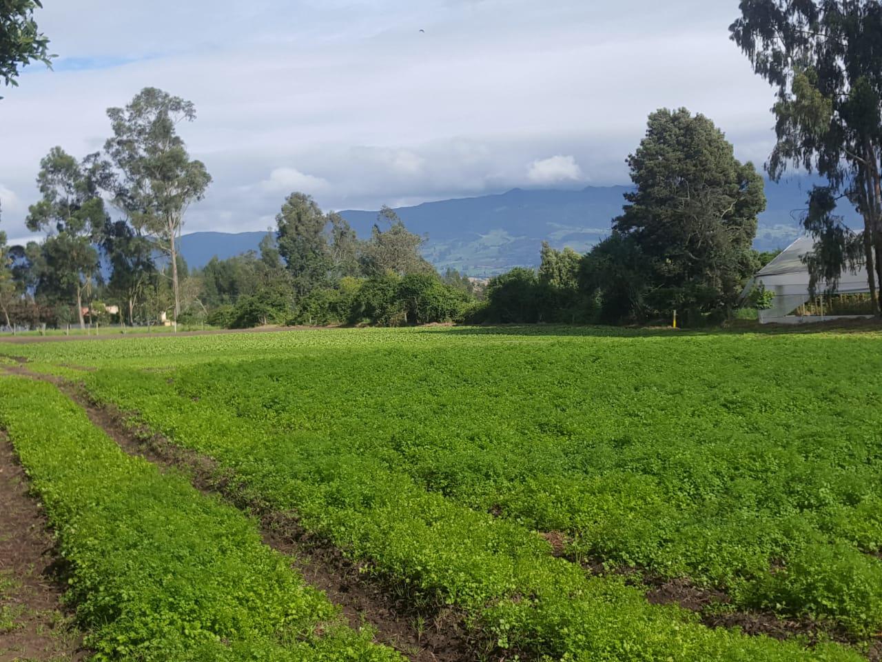 Lechuga Batavia Y Cilantro