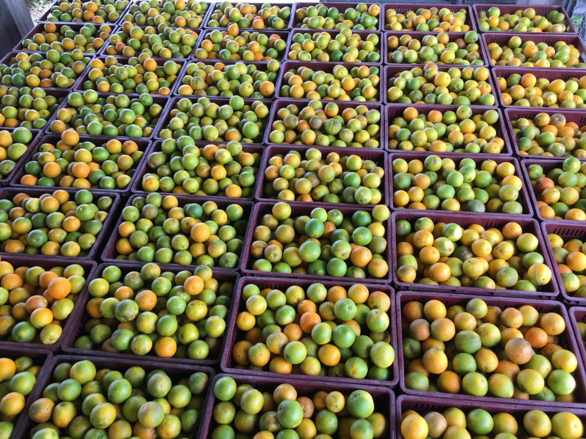 Naranja De Armenia