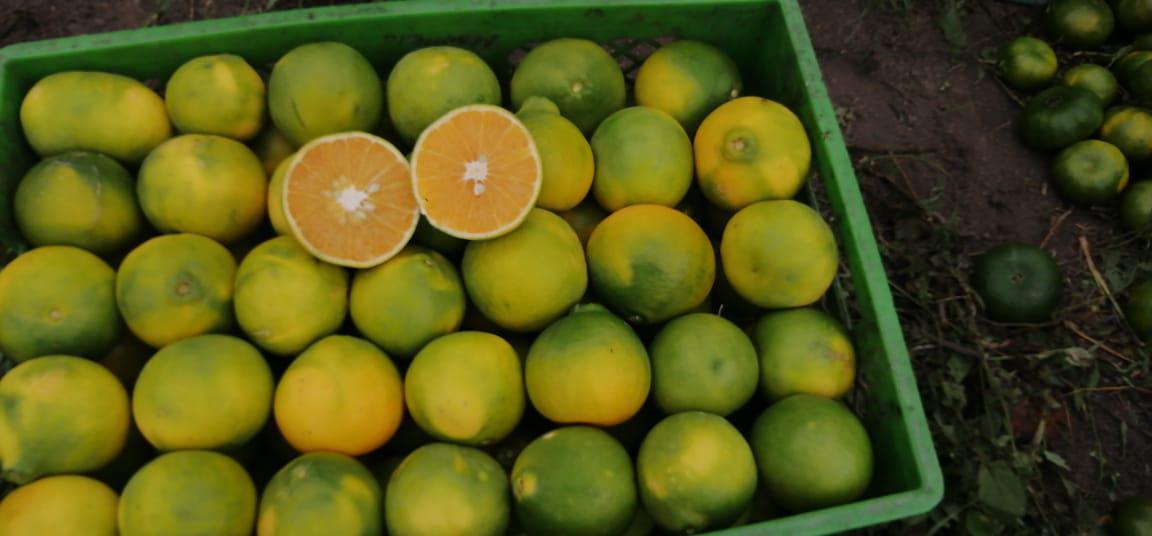 Narajana Super Jugosa Variedad Tangelo De Primera Calidad Por Canastilla De 25 Kilogramos