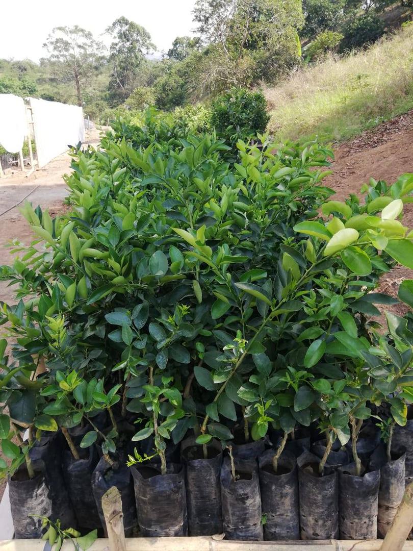 Arbol De Limon