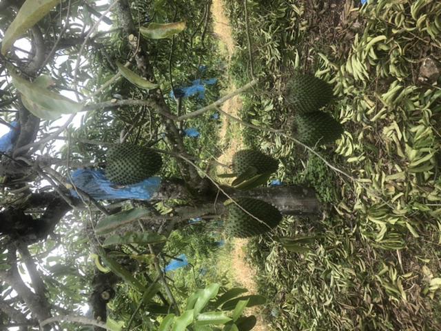 Guanabana Dulce
